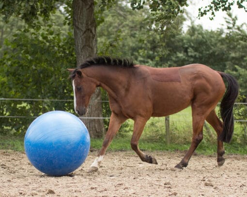 Horse football - Bild 2