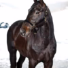 svart