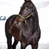 Svart/Gul